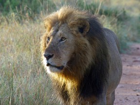 A male lion on the road  in Tanzania.