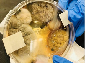Nichole Ward posted a picture of her dish to Facebook, cautioning users against drying their hands with the help of dryers due to the possibility of them "swirling" various strains of bacteria in their hands.