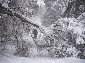 People walk next to a fallen branch due to heavy snowfall on a tree in the Botanical Garden in Moscow, Russia, Sunday, Feb. 4, 2018. Heavy snow has struck the Moscow region, as people struggle to make their way through large snowdrifts.