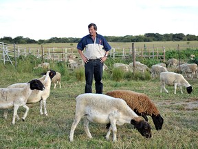 President of The Commercial Farmers Union of Zimbabwe Deon Theron stands amongst sheep on his mother's farm in Beatrice in the province of Mashonaland East, Zimbabwe on April 14, 2010.  Theron, who is principally a dairy farmer, had his own three farms seized by the Mugabe government.  AFP PHOTO / ALEXANDER JOE (Photo credit should read )