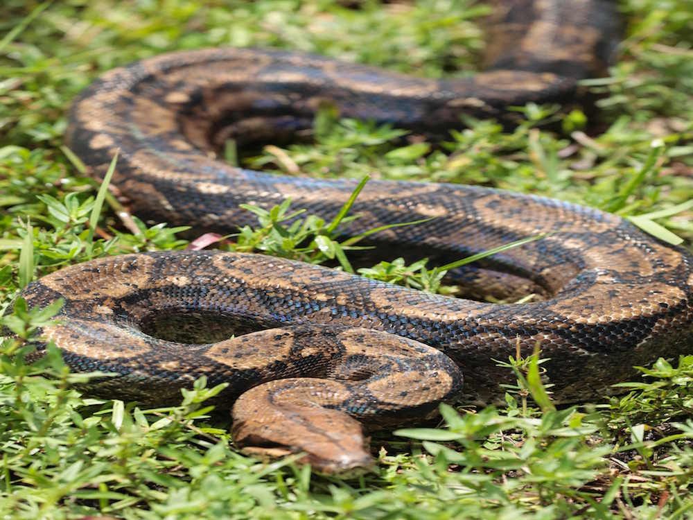 Florida python swallows entire deer bigger than the snake itself ...