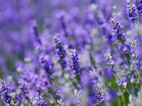 Summer garden Lavender flowers. Essential oils such as lavender and tea tree could be harmful, especially for young boys.