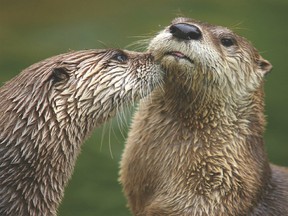 Doctors are warning their patients about river otters attacking people.