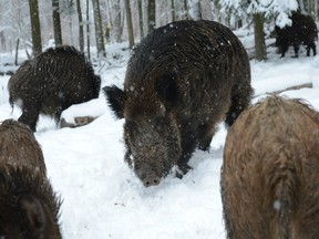 Wild boars stand in the snow in a wildlife park in Stuttgart, southern Germany, on February 15, 2013