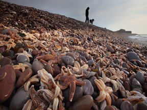 Thousands of starfish wash up on Devon Beach