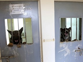 In this Monday, March 19, 2018 photo, two dogs from the K-9 unit of Jordan's police look through the bars of their kennels. The State Department's Anti-Terrorism Assistance program has trained 39 dog-handler teams and embedded two mentors with the program in Jordan, as part of efforts to upgrade Jordan's law enforcement efforts. The U.S. is hoping to shore up a key regional ally and enhance its own security, including a new program to deploy dogs sniffing for explosives in laptops at airport departure gates for U.S.-bound flights.