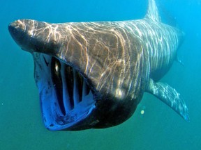 The basking shark is the second-largest fish on the planet. It can grow more than 25 feet (7.6 metres) in length, lives on a plankton diet and is not aggressive or dangerous to humans.