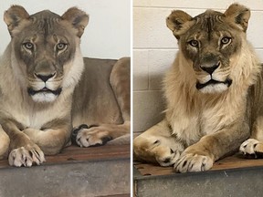 Bridget's mane is more Santa Claus than king of the savanna, but her keepers at the Oklahoma zoo were nonetheless puzzled when it began to sprout last March.