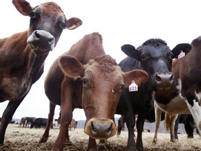 FILE - In this Feb. 2, 2012 photo, cows stand in a field at a dairy farm in Westville, N.Y. Dairy farmers continue to face financial stress as prices paid to them continues to fall well below their cost of production. Following the suicide of a member farmer in January 2018, some Northeast dairy farmers received a list of mental health services and a suicide prevention hotline from their dairy cooperative, along with their milk checks.