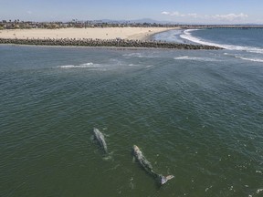 CORRECTS TO WHALES SWIM FROM BEING STUCK - A pair of gray whales swim in shallow water at the mouth of the San Gabriel River between Long Beach and Seal Beach, Calif., on Monday, March 26, 2018.