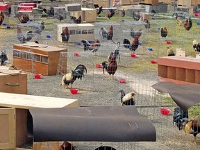 This March 23, 2018 photo provided by the Sevier County Sheriff's Office in De Queen, Ark., shows some of the 200 roosters seized during a raid at a cockfight Saturday, March 17, 2018, near De Queen, Ark. Inmates are tending to the roosters being held at an Arkansas sheriff's office for use as evidence against 137 people accused of being part of a cockfighting operation. Sevier County Sheriff Robert Gentry said the birds would be held at his office until a court decides what to do with them. (Sevier County Sheriff's Office via AP)