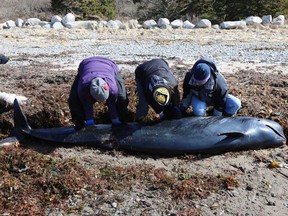 The Marine Animal Response Team says it's believed a pilot whale that washed ashore in Nova Scotia could be a species that's rarely seen in northern waters. The team says the 2.7-metre juvenile whale washed ashore outside of Dartmouth on the Eastern Shore earlier this month. Marine Animal Response Team members examine the remains of a suspected short-finned pilot whale in an undated handout photo.