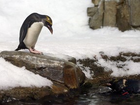 A Maraconi penguin is shown at the Montreal Biodome, Wednesday, Dec. 18, 2002. Renovations to Montreal's Biodome will mean some of the 4,500 animals who call it home will be moving out temporarily. But the majority of them will stay in the city during the work which will take just over one year.