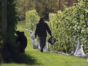 Workers pick grapes at the Luckett Vineyards in Wallbrook, N.S. on Thursday, Oct. 19, 2017.