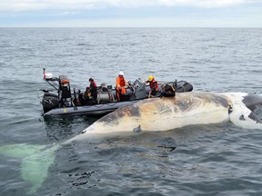 Researchers check out a dead right whale in the Gulf of St.Lawrence in a handout photo. Ottawa is changing the dates of the snow crab season and making a speed limit in the Gulf of St. Lawrence permanent in a bid to protect the heavily endangered North Atlantic right whales. THE CANADIAN PRESS/HO-Department of Fisheries and Oceans MANDATORY CREDIT