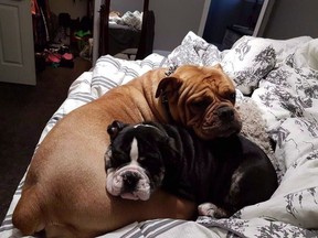 "Rocky" and "Jersey," two Old English Bulldogs stolen recently, are shown in this undated handout photo. Two dogs stolen last Monday were reunited with their owners this weekend after they were located unharmed in Rimbey, Alberta.