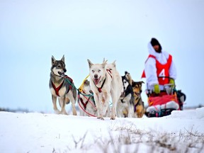 A musher and his 12 Alaskan huskies have reached the halfway point of their 3,000-kilometre dog sled trek from Manitoba to his home province of New Brunswick. Justin Allen and his sled dogs are shown in handout photo.