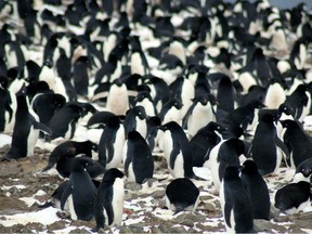 The birds were detected on the rocky and remote islands after patches of their excrement were picked up by Nasa satellites in 2014, and a team of scientists later calculated the vast number using drone technology.