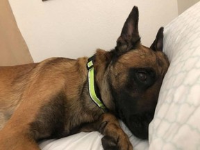 Havoc, a Belgian Malinois from Skiplyn Kennels in Sudbury, rests at his new home in Washington State.