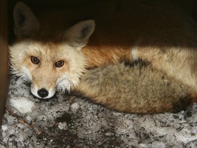 In this undated photo provided by the California Department of Fish and Wildlife, a captured male red fox is seen. California wildlife biologists say they have caught two rare Sierra Nevada red foxes in three weeks. The red fox was listed as threatened in California in 1980. Scientists studying the animal had not been able to capture a red fox in a decade. The Sacramento Bee reports Thursday, March 8, 2018, that a nearly nine-pound female walked into a trap Tuesday near Manzanita Lake in Lassen Volcanic National Park. Scientists with the Department of Fish and Wildlife say they took blood samples and put tracking collars on the animals. (California Department of Fish and Wildlife via AP)