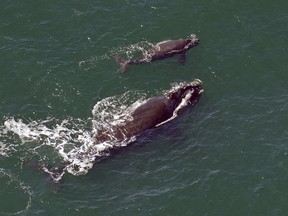FILE - In this 2009 file photo, a female right whale swims at the surface of the water with her calf a few miles off the Georgia coast. The winter calving season for critically endangered right whales is ending without a single newborn being spotted off the southeast U.S. coast. That is something that hasn't happened in 30 years. Researchers have been looking since December for newborn right whales off the coasts of Georgia and Florida. That's where pregnant whales typically give birth each winter. Survey flights wrap up when the month ends Saturday, March 31, 2018.