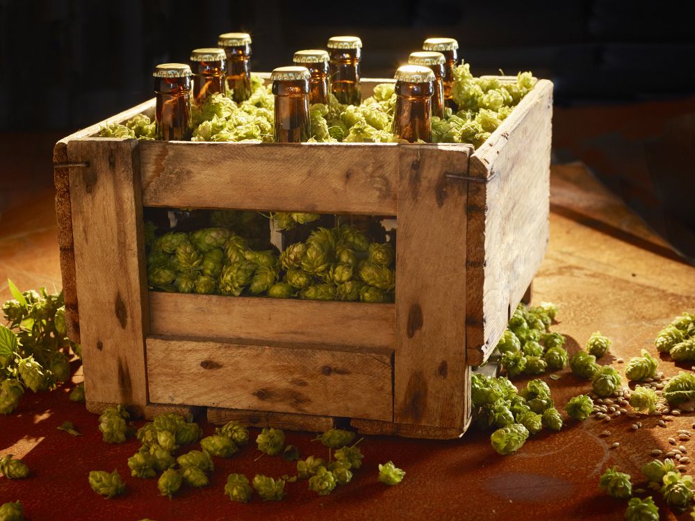 What's beer without hops? Yeast engineered to have hoppy