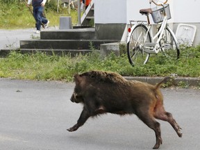 A wild boar runs through the grounds of a Kyoto University dormitory in the western Japan city of Kyoto on June 13, 2017.