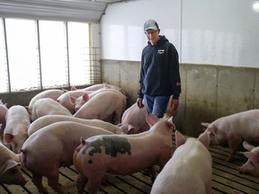 In this March 26, 2018 photo, farmer Jeff Rehder looks over some of his pigs, in Hawarden, Iowa. Rehder stands to lose potential revenue on his hogs after China responded to Trump's announced plans to impose tariffs on products including Chinese steel, with a threat to tag U.S. products, including pork, with an equal 25-percent charge.