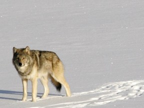 In this Feb. 24, 2006 file photo released by Michigan Technological University, a grey wolf is shown on Isle Royale National Park in northern Michigan. Officials are considering taking up to 30 wolves to the Lake Superior island, where only two inbred wolves remain.