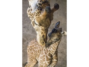 In this Thursday, March 15, 2018 photo provided by the Santa Barbara Zoo, a baby giraffe nuzzles with her mother at their enclosure at the Santa Barbara Zoo in Santa Barbara, Calif. The zoo's Masai giraffe, Audrey, gave birth earlier in the week and the newborn is 6-feet-1 (1.8 meters), weighing in at 180 pounds (81.6 kilograms). Curator of Mammals Michele Green says it was a fast and smooth birth, and the female calf stood up and was nursing in only two hours. (Santa Barbara Zoo via AP)