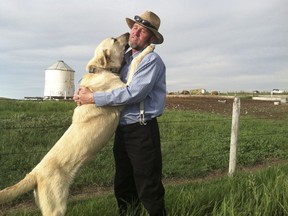 In this 2013 photo provided by the U.S. Department of Agriculture a Kangal dog greets Ben Hofer of the Hutterite Rockport Colony near Pendroy, Mont. Nearly 120 dogs from three large breeds perfected over centuries in Europe and Asia to be gentle around sheep and children but vicious when confronting wolves recently completed a four-year study to see how they'd react to their old nemesis on a new continent. The U.S. Department of Agriculture supplied Cão de Gado Transmontanos, Karakachans and Kangals that can weigh 150 pounds (68 kilograms) to guard sheep in Idaho, Montana, Wyoming, Washington and Oregon.