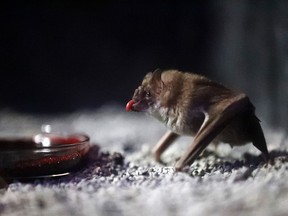 In this Tuesday, March 20, 2018 photo, a Vampire Bat drinks bovine blood in the Criaturas de la Noche (Creatures of the Night) Bat House, the Audubon Zoo's new night house in New Orleans. The various species are all from Central and South America, and the building's interior simulates an abandoned warehouse set up to protect Mayan artifacts during a dig.