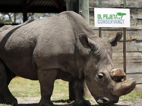 Researchers said Sudan was euthanized after his condition "worsened significantly" and he was no longer able to stand.