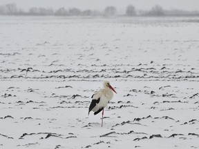 FILE - This is a Sunday, March 18, 2018 file photo of  a white stork as it stands on a snowy  field near Hajdunanas, 200 kms east of Budapest, Hungary. The late wintry spell in eastern Europe isn't just causing problems for humans _ bird experts say storks need a helping hand too. The Romanian Ornithological Society on Wednesday March 21, 2018 issued advice on how people can help the stricken storks, who are returning to the country from their winter home in Egypt.