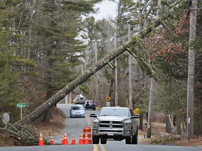 Vehicles drive under a white pine tree that is leaning across the road in Freetown, Mass., on Tuesday, March 6, 2018.  Utilities are racing to restore power to tens of thousands of customers in the Northeast still without electricity after last week's storm as another nor'easter threatens the hard-hit area with heavy, wet snow, high winds, and more outages.