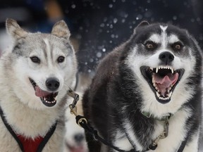 Siberian huskies charge from the starting line, leading a team run by Ingrid Bower, of Underhill, Vt., in the Irving Woodlands Can Am Crown 100-mile sled dog race, Saturday, March 3, 2018, in Fort Kent, Maine. More than 50 teams started the 30, 100 and 250-mile races in northern Maine.