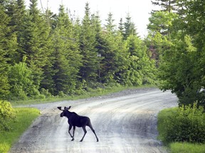 FILE - In this June 2001, file photo, a bull moose crosses a logging road near Kokajo, Maine, on the eastern side of Moosehead Lake. Maine hunters might be allowed to harvest more of the state's iconic land mammal this year because of strong survival rates in the northern parts of the state.