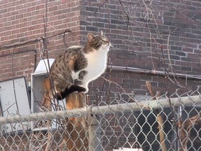 A feral cat is shown in Montreal in this image from video. A volunteer-run group is aiming to trap, sterilize, and rehome some of Montreal's hundreds of thousands of stray and feral cats, who often suffer slow and painful deaths on the streets.