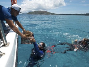 FILE - In this Tuesday, Feb. 20, 2018 file photo, a box of nursery-grown coral is handed to a diver off the coast of Praslin, where coral is being reintroduced, in the Seychelles. Beneath the crystal-clear waters of the Indian Ocean island nation of the Seychelles, a fight is growing to save the coral reefs that shelter a range of creatures and act as a protective barrier for coastlines but the reefs are also one of the first victims of rising ocean temperatures.