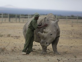 FILE - In this Friday, March 2, 2018 file photo, keeper Zachariah Mutai attends to Fatu, one of only two female northern white rhinos left in the world, in the pen where she is kept for observation, at the Ol Pejeta Conservancy in Laikipia county in Kenya. According to four new United Nations scientific reports on biodiversity released on Friday, March 23, 2018, Earth is losing plants, animals and clean water at a dramatic rate.