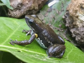 This undated photo provided by Jamie Voyles in March 2018 shows a rocket frog in Panama. A deadly fungal disease devastated amphibians in Central America more than a decade ago, quieting some mountain streams. But new research released on Thursday, March 28, 2018 shows evolution may have saved the day _ and the frogs.