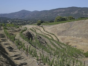 FILE- In this July 15, 2015, file photo rows of grape vines appear at Caldwell Vineyard winery in the Coombsville appellation of Napa, Calif.  After President Donald Trump announced plans to impose tariffs on products the Chinese government responded Friday, March 23, 2018, with a threat to add an equal 25 percent charge on U.S. products including pork. A 15 percent tariff also would be imposed on wine, apples, ethanol and stainless steel pipe as part of a $3 billion list of U.S. goods for possible retaliation.