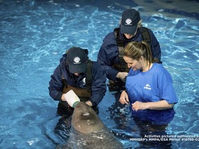 Tyonek was less than a month old when he became stranded in Alaska's Cook Inlet last fall.  (SeaWorld Parks via AP)