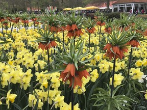 This April 14, 2017 photo provided by Martino Masotto shows a closeup of the Fritillaria imperialis 'Rubra Maxima' tulip resembling a pineapple against the backdrop of daffodils in the Keukenhof park in Lisse, Netherlands.