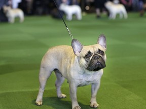 FILE - In this Feb. 16, 2015 file photo, a French bulldog competes at the Westminster Kennel Club show in New York.  The French bulldog has bolted from 76th to fourth in just 20 years. It previously peaked at sixth in the 1910s and again in 2015-2016.
