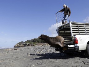 A California sea lion, designated #U253, leaps out of a cage towards the Pacific Ocean, March 14, 2018, as Oregon Department of Fish and Wildlife scientist Bryan Wright holds the gate open in Newport, Ore. After a decade killing sea lions in one area, wildlife officials now want to do so at Willamette Falls, in the Willamette River southeast of Portland.