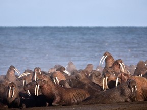 FILE - In this September 2013, file photo provided by the United States Geological Survey (USGS), walruses gather to rest on the shores of the Chukchi Sea near the coastal village of Point Lay, Alaska. A national environmental organization seeking additional protections for Pacific walrus is suing the Trump administration for failing to list the marine mammals as a threatened species.