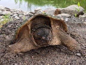 A file photo of a female snapping turtle.