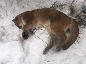 Fish and Wildlife officers are searching for a poacher who killed a cougar out of season and left the carcass.