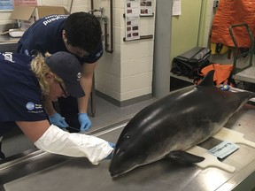 In this Friday, March 9, 2018, photo taken in Quincy, Mass., at a New England Aquarium off-site facility, volunteers Teresa Padvaiskas and Julian Kabawat prepare a harbor porpoise for a necropsy after it was stranded during a storm in Boston.